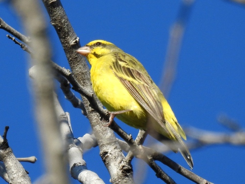 Yellow-fronted Canary