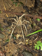 Phoneutria boliviensis