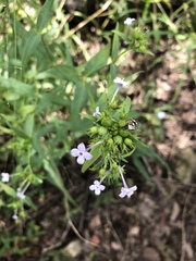 Conostomium natalense natalense