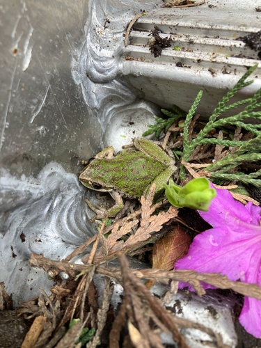 Pacific chorus frog photographed in Maine