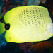 Peixe-Borboleta-Limão - Photo 
NOAA - James Watt, sem restrições de direitos de autor conhecidas (domínio público)