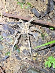 Phoneutria boliviensis