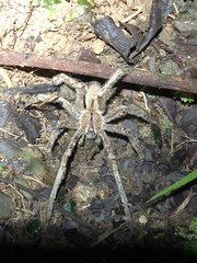 Phoneutria boliviensis