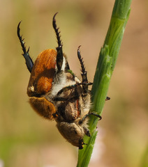 Coleoptera