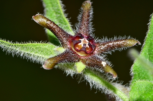 star milkvine (Matelea biflora)