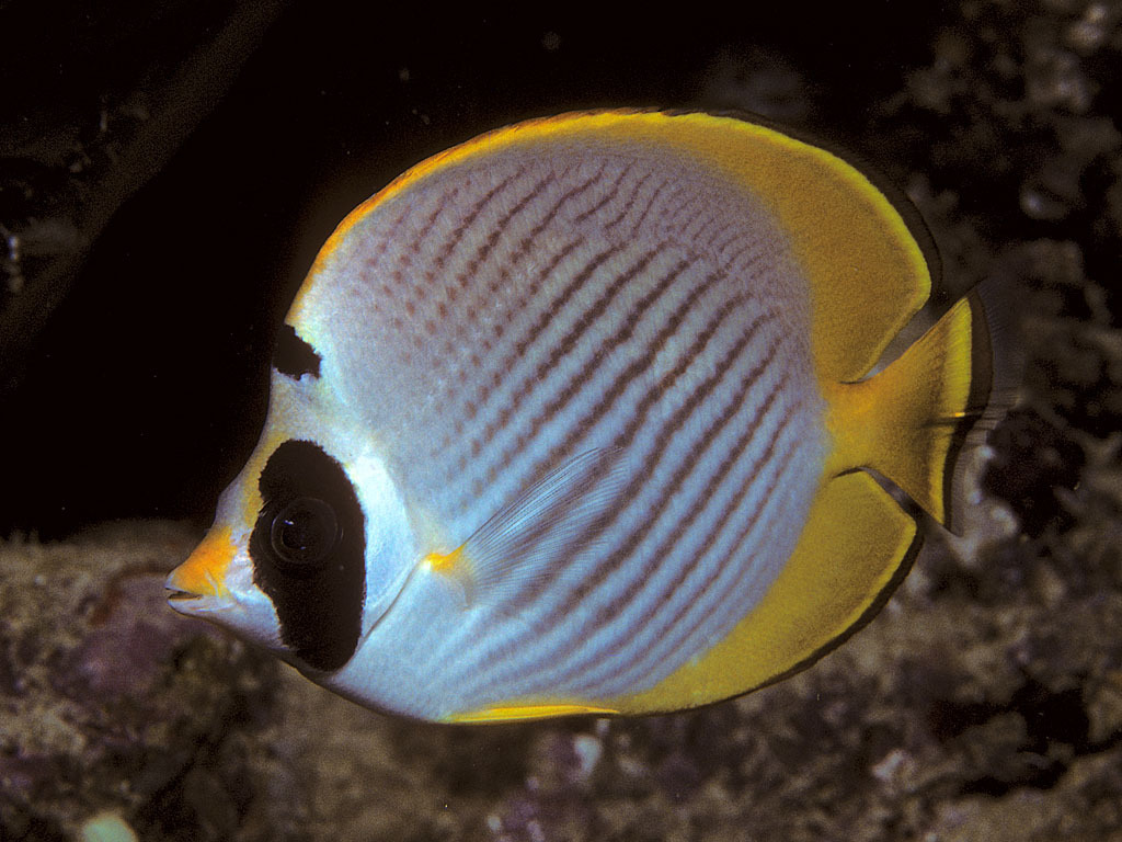 Bantayan Butterflyfish