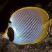 Panda Butterflyfish - Photo (c) BernardP, some rights reserved (CC BY-SA)