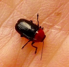 Cryptocephalus sanguinicollis