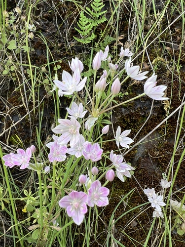 Glassy onion (Allium hyalinum)