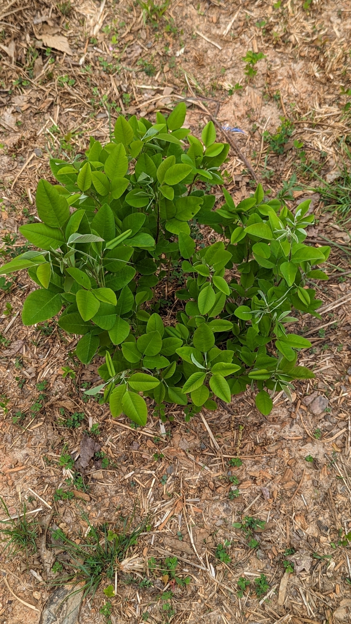 Imagem de Lespedeza