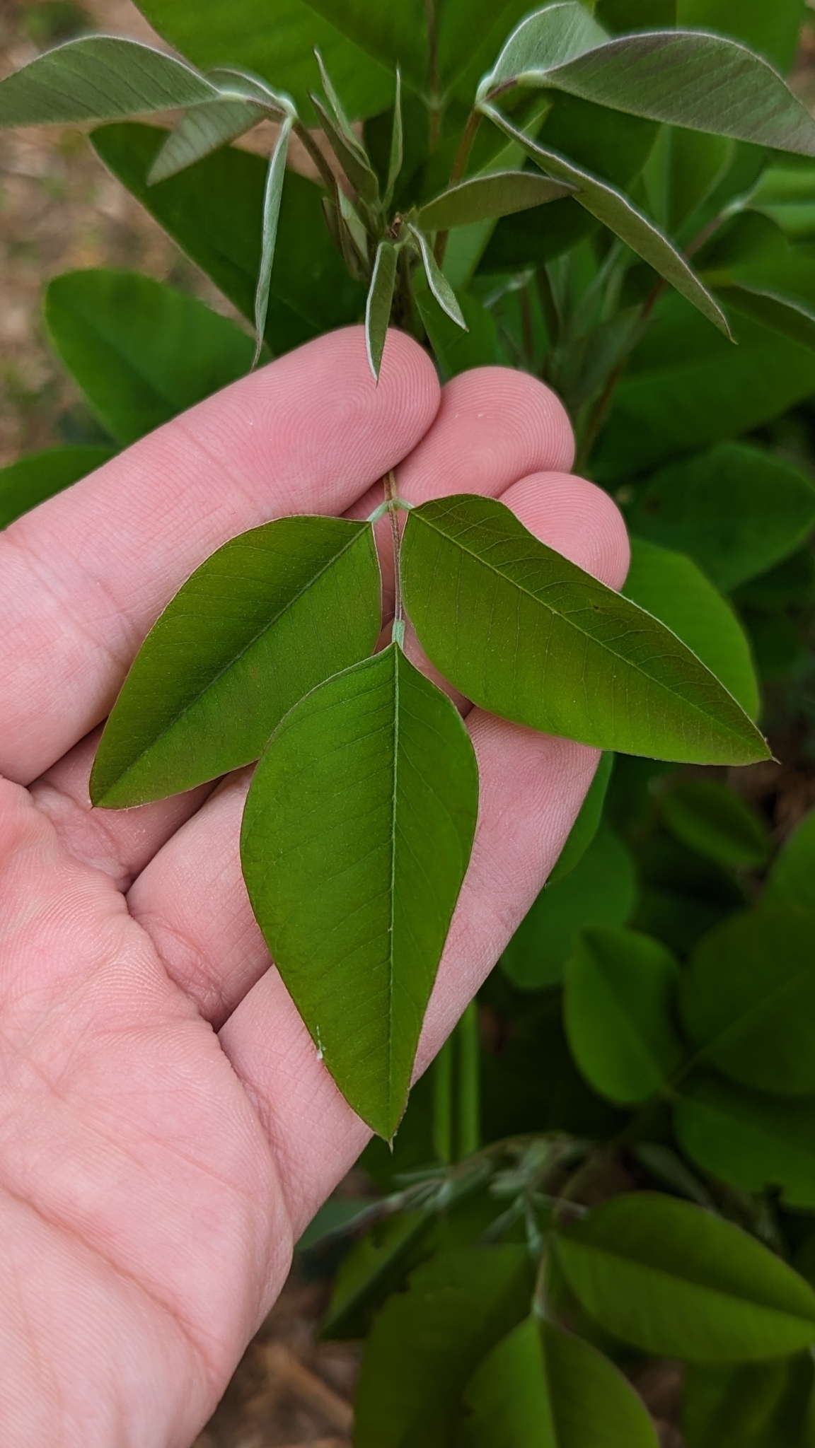 Imagem de Lespedeza