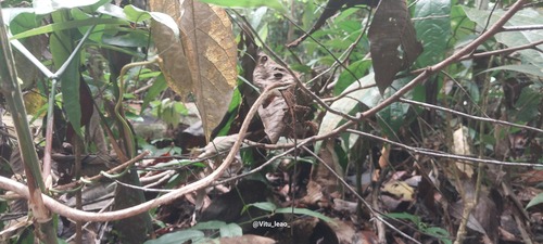 brown vine snake (Oxybelis aeneus)