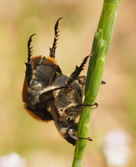 Coleoptera