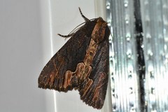 Dypterygia scabriuscula