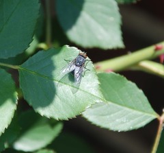 Calyptratae