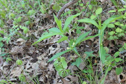 Image of Triosteum angustifolium by (c) Dominic, some rights reserved (CC BY)
