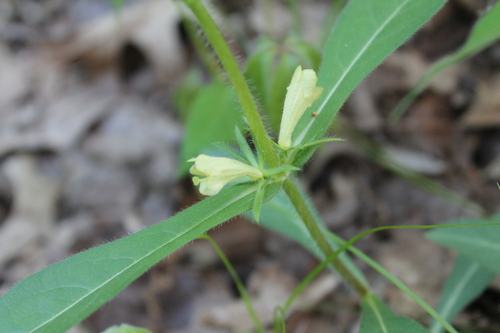 Image of Triosteum angustifolium by (c) Dominic, some rights reserved (CC BY)