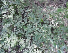 Adiantum tricholepis