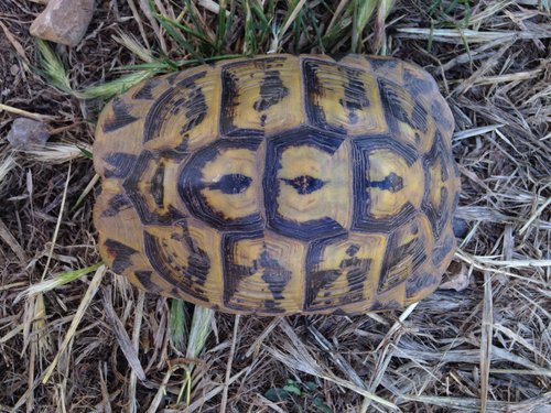 Hermann's Tortoise