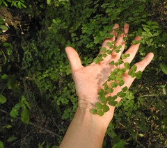 Adiantum tricholepis