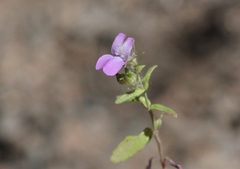 Collinsia parryi
