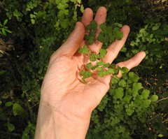 Adiantum tricholepis