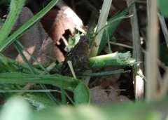 Formosatettix robustus