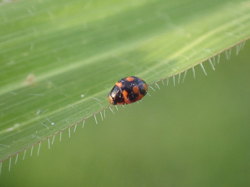 Sigil Lady Beetles