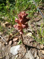 Orobanche teucrii