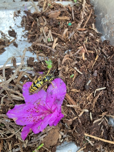 Western yellowjacket