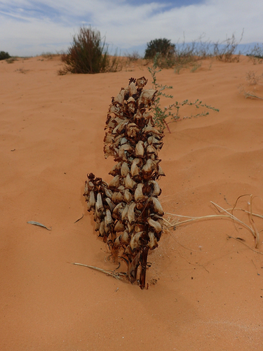 Cistanche violacea