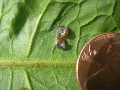 Glyphyalinia indentata