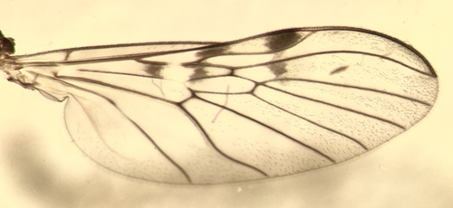 Sylvicola punctatus, photo 3 of 10