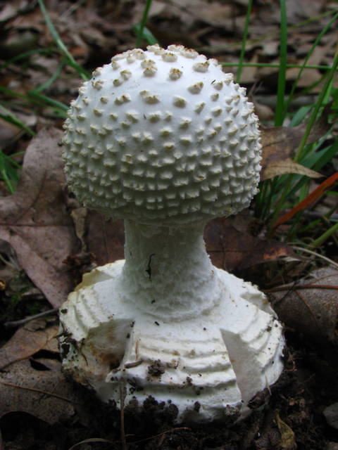 Amanita abrupta (Lichens and Mushrooms of Virginia) · iNaturalist