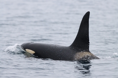 Killer Whale photo 4