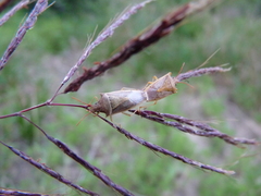 Oebalus
