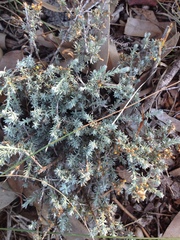 Helichrysum asperum