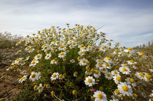 Sea Chamomile