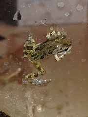 Pseudacris streckeri