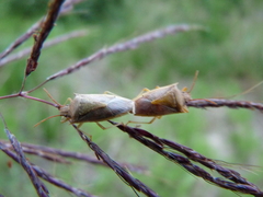 Oebalus
