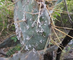 Dactylopius confusus