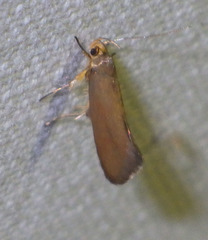Crassa unitella
