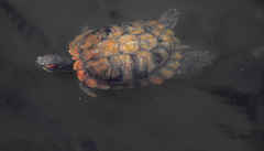 Trachemys scripta elegans