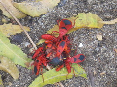 Probergrothius sanguinolens