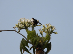Bombus mexicanus