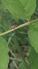 Otites centralis