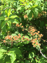 Spiraea prunifolia