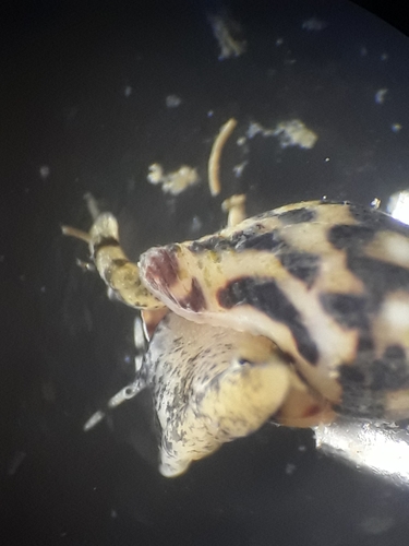 Anachis pygmaea, 2024-04-06