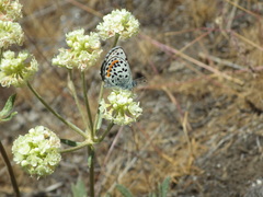 Euphilotes battoides