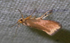 Crassa unitella